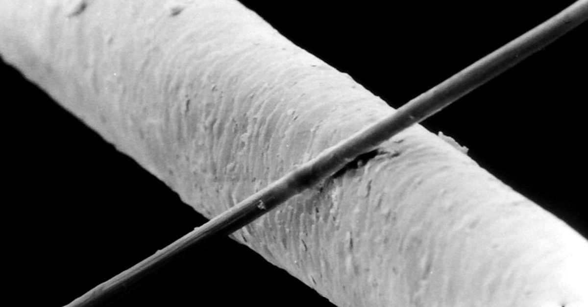 This carbon filament is 6 microns in diameter, while it rests on a human hair that is 50 microns thick.